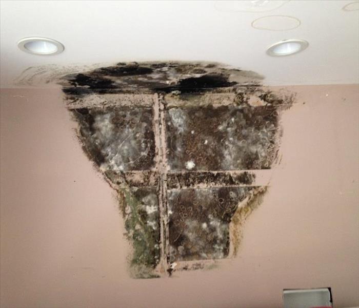 Mold Remediation Before